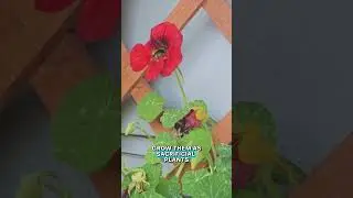 Мой любимый цветок для контейнерного сада