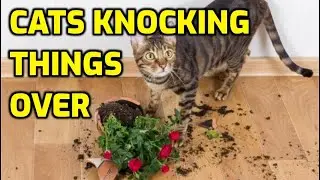 Why Do Cats Knock Things Over On Purpose?