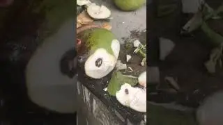 Amazing asian cutting Coconut safety #