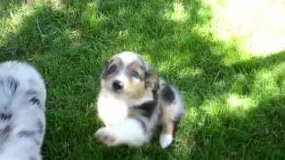 Toy/Mini Aussies from Tug@YurHart in CO