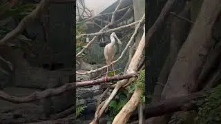 Amazing African Spoonbill: The Bird with a Built-In Spoon! #shorts #birds #wildlife #safari #zoo