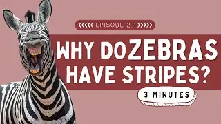 Why Do Zebras Have Stripes? | Animal Facts for Kids