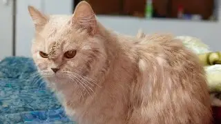 MICKEY TODAY FULL ENJOY #cat #mickey #sleeping