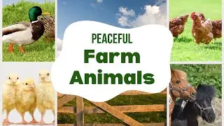 Low Stimulation Farm Animal Video for Kids | Watch Horses, Chickens, Ducks & More on the Farm!