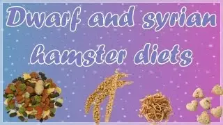 Dwarf and syrian hamster diets