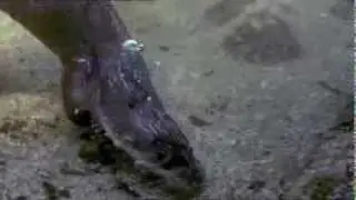 Le plus beau pays du monde - La loutre, la sir&egrave;ne des eaux claires aux mille pouvoirs