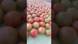 Cuidado Com tomate 🍅🍅