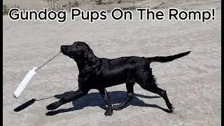 Gundog pups on the romp!