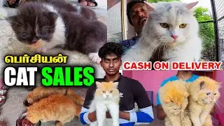 EXOTIC PERSIAN CATS for Sale | CASH ON DELIVERY | Cheapest Prize | Kittens For Sale - Mr Eyecatcher