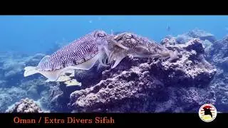 Extra Divers: Sifah / Oman