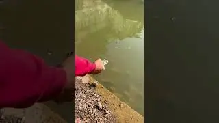 Mirgal fish release #fish #fishing #fishrelease #mirgal #shorts #shortvideo #short #
