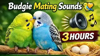 Budgie Mating Sounds 🐦💛 | Guaranteed to Stimulate Male & Female Budgies 3 Hours