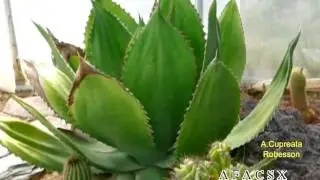 Agave cupreata AFACSX Vid&eacute;o 527 - 2016 B. GILOT P. ROBESSON