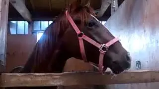 マルの嘶き『ヒヒーン』