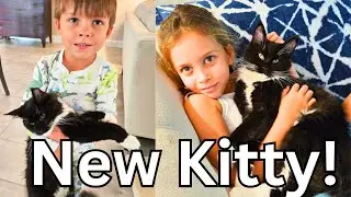 Усыновляем нашего котёнка мейн-куна Оззи 😻 Котёнок встречает кота породы рэгдолл | Милый семейный...