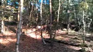 Walking 'Noppes' - The Panbos, Zeist