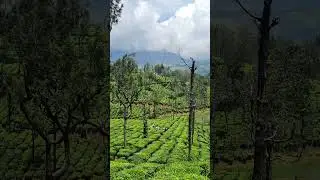 Munnar Tea Garden Natural Healing #Nature#Beuty#Munnar #TeaGarden #God'owncountry #SouthernIndia