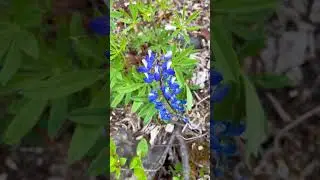 Wildflowers in Alaska🪻#alaskasummer #alaska