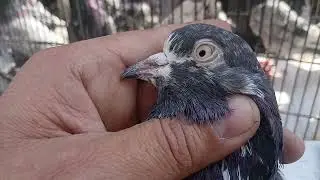 Rawalpindi Birds Market Dingi Khui Raja Bazar 30th January 2026