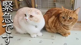 緊急で動画を回してます...