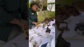 explain #bat #figure#habitat #parramatta #sydney #subscribetomychannel #youtubeshorts#save bats