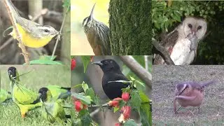 &iquest;QU&Eacute; COMEN LAS AVES? / WHAT DO BIRDS EAT? *  Distintas especies, distintos alimentos.