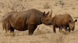 25 Extinct Animals That We Are Sad To See Gone