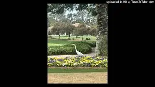 KD! Type Beat - nature