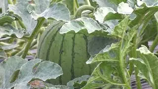 아기 수박이 귀엽게 열린모습..Growing Watermellon..수박재배하기...种植西瓜...Jeonju ..全州市..#아기수박#수박재배#수박농사#텃밭농사#Watermellon