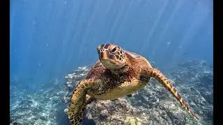 Marsa Alam-Reef Diving