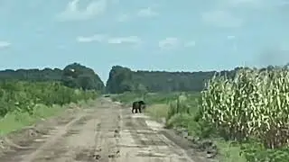 Mother Bear and Cubs at Pungo