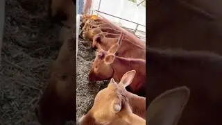 Cows Baby love, mab enghour#149 #Shorts