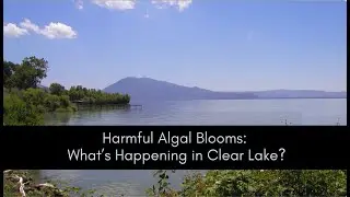An Introduction to Harmful Algal Blooms in Clear Lake