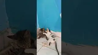 #cutecatsstory💝💖my all cute cats😻