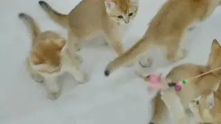 cute cats 🐱 osm videos ❣️❣️❣️❣️❣️# 2022 viral lol