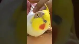 Adorable Affectionate Moments 💛🥰 #cockatielscraze