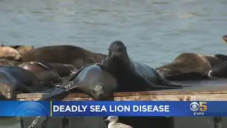 Study: Cancer Plaguing California Sea Lions Caused By STD, Worsened By Humans