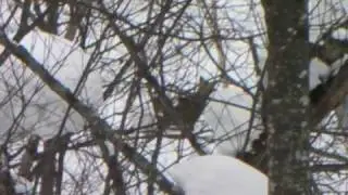 雪中エゾシカ　Cervus nippon yezoensis