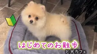 【はじめてシリーズ🔰】はじめてのお散歩(と犬カフェ)