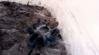 Haplopelma lividum mating