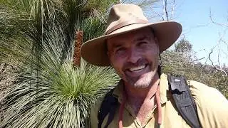 Grass Tree (Xanthorrhoea australis) - Natural Curiosity