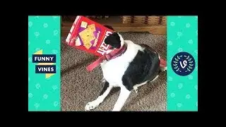 TRY NOT TO LAUGH - Funny PETS & ANIMALS | Funny Videos October 2018