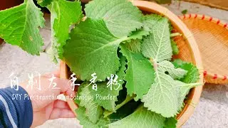香草系列丨自制左手香粉 DIY Plectranthus amboinicus Powder