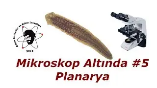 Planaryalar - Mikroskop Altında #5