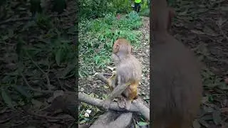 monkey sitting style 😁😁#shorts #youtubeshorts #monkey