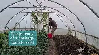 Journey of a seed from Garden Organic's Heritage Seed Library