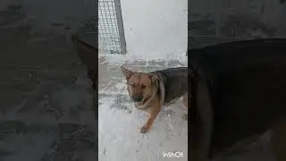 25.01.26. Мороз. Тёплый вольер у собак. 