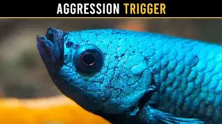 Betta Fish Aggression: What You're Getting WRONG!
