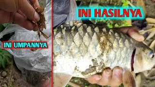 Umpan Terbaik Mancing Mahseer Musim Hujan