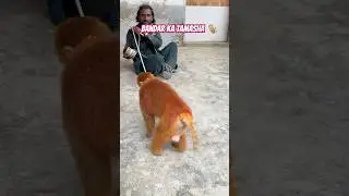 Bandar Ka Tamasha 🐒 #short #shorts #shortsviral #shortsfeed #shortsyoutube #monkey #monkeyvideos